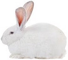 Bunny Rabbit Diecut